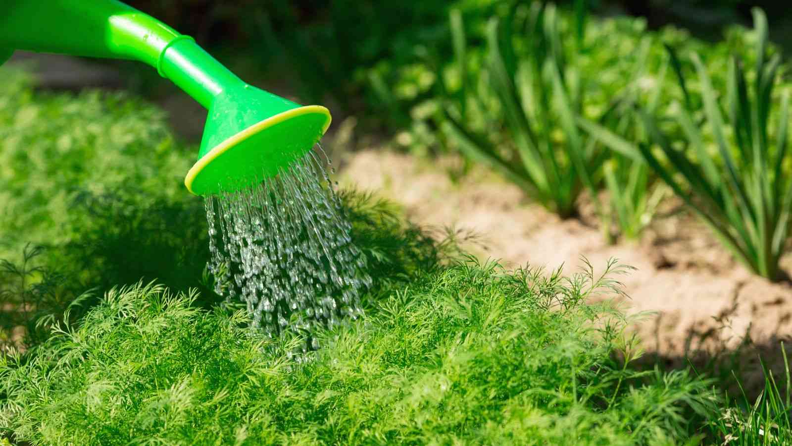 mow small lawn first time