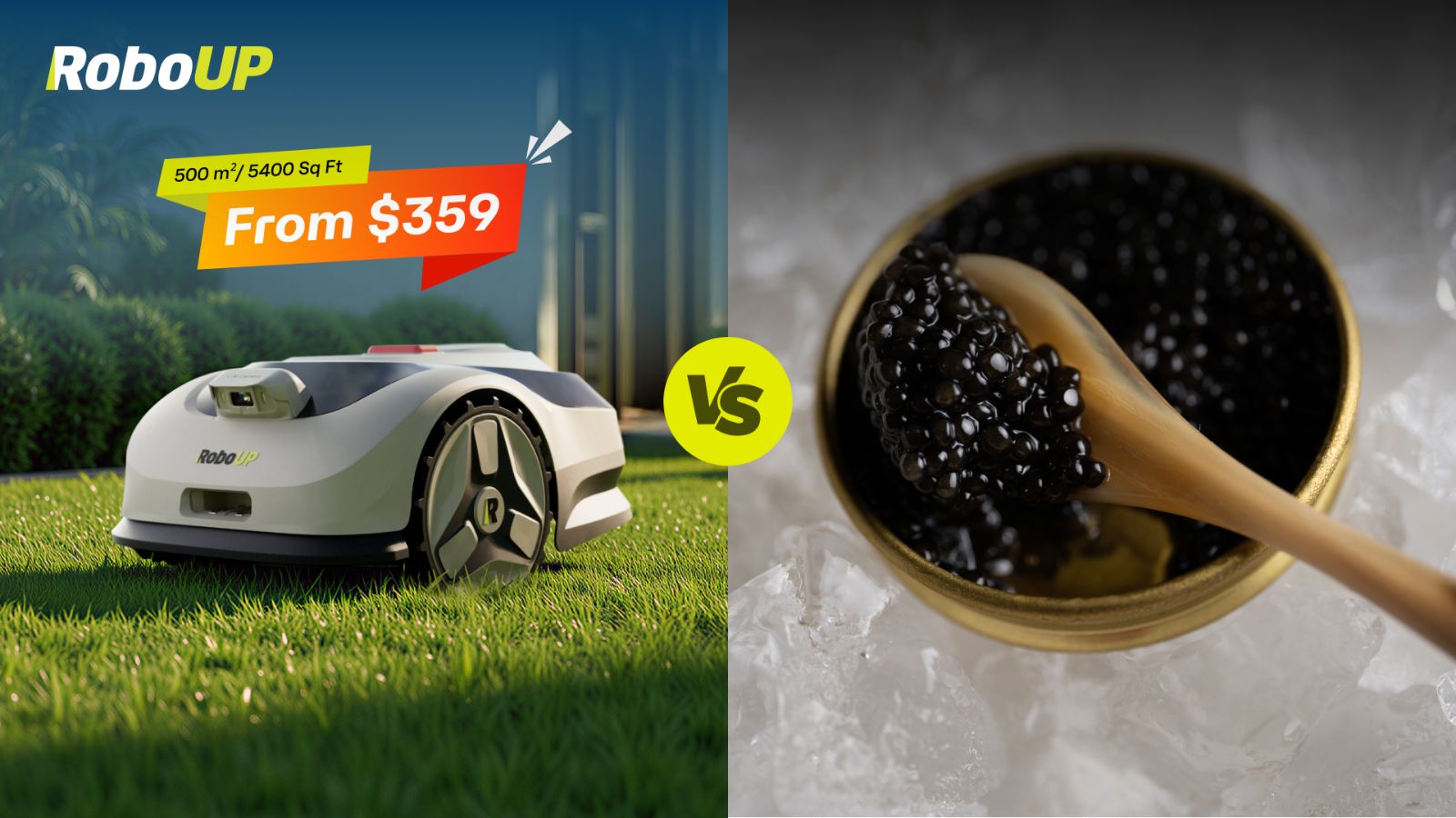 luxurious-black-caviar-vs-raccoon.jpg