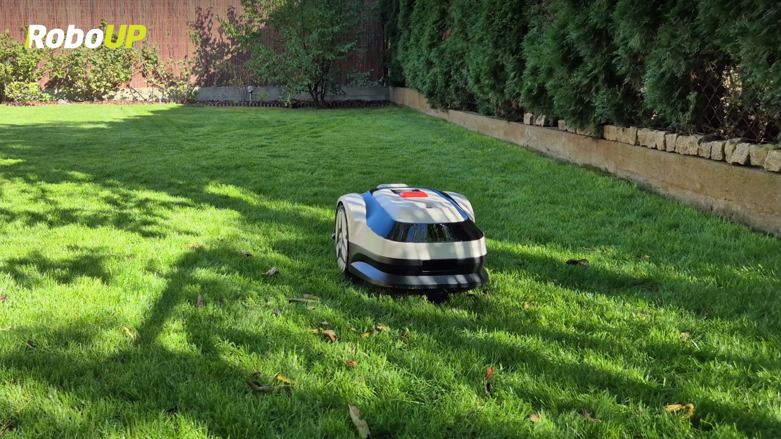 raccoon-mowing.jpg