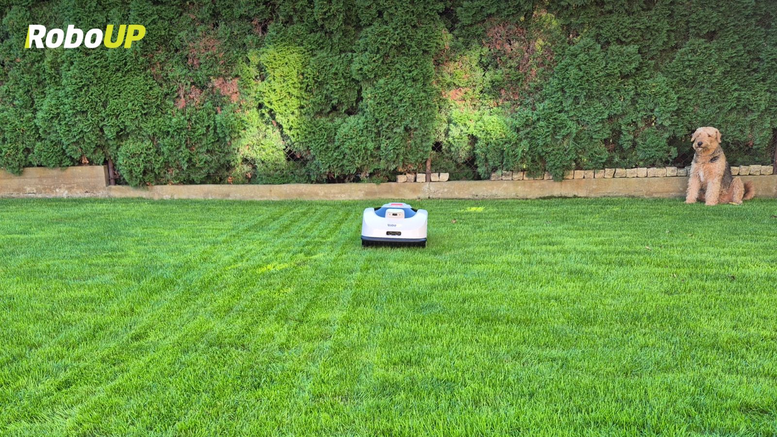 raccoon-2-se-striped-parallel-mowing-entire-lawn.jpg