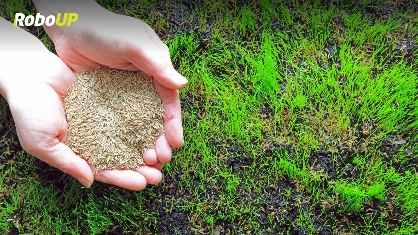 fall-lawn-care-seeding.jpg